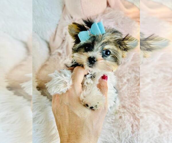 Medium Photo #9 Yorkshire Terrier Puppy For Sale in MIAMI, FL, USA