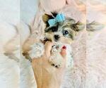 Small #8 Yorkshire Terrier
