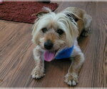 Small #1 Silky Terrier Mix