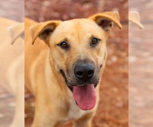 Chinese Shar-Pei-Labrador Retriever Mix Dogs for adoption in Ocean Springs, MS, USA