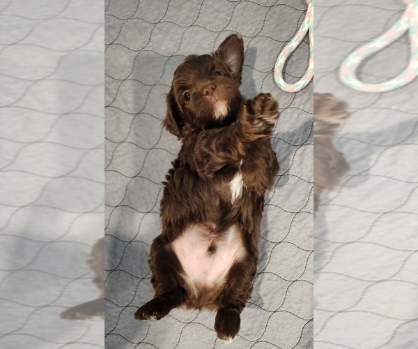 Medium Photo #2 YorkiePoo Puppy For Sale in BLUE MOUND, TX, USA