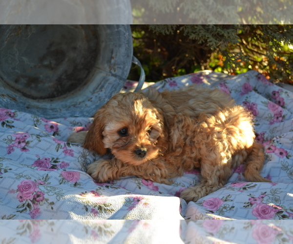 Medium Photo #18 Cavapoo Puppy For Sale in GREENWOOD, WI, USA