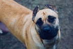 Small Photo #8 Presa Canario Puppy For Sale in FLINT, MI, USA