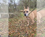 Small #4 American Pit Bull Terrier-Black Mouth Cur Mix