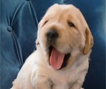 Small Photo #13 Golden Retriever Puppy For Sale in AUSTIN, TX, USA