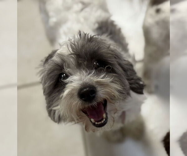Medium Photo #2 Maltipoo Puppy For Sale in Phoenix, AZ, USA