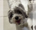 Small #1 Shih Tzu Mix