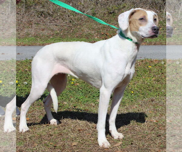Medium Photo #4 Labrador Retriever-Unknown Mix Puppy For Sale in Prattville, AL, USA
