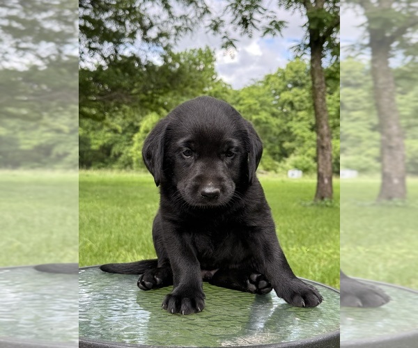 Medium Photo #12 Labrador Retriever Puppy For Sale in ROGERSVILLE, MO, USA