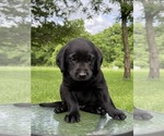 Small #11 Labrador Retriever