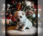 Small Photo #2 Pug Puppy For Sale in DANVILLE, KY, USA