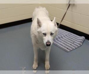 Medium Siberian Husky