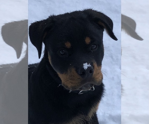 Medium Photo #31 Rottweiler Puppy For Sale in VONORE, TN, USA