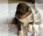 Small #2 Australian Shepherd-Miniature Australian Shepherd Mix