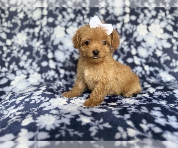 Medium Photo #1 Cockapoo (Miniature) Puppy For Sale in LAKELAND, FL, USA
