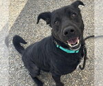 Small #1 Labrador Retriever Mix