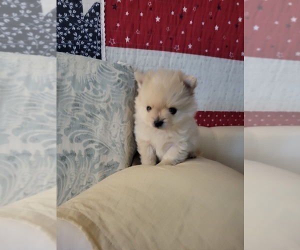 Medium Photo #8 Pomeranian Puppy For Sale in CHEYENNE, WY, USA