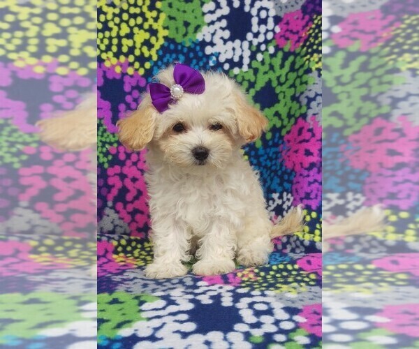 Medium Photo #1 Maltipoo Puppy For Sale in LANCASTER, PA, USA