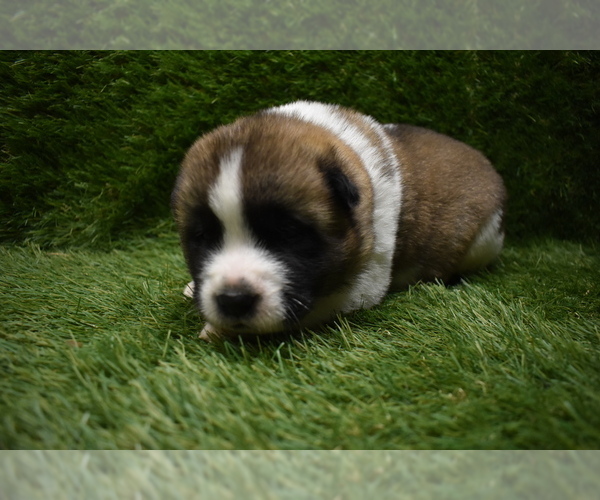 Medium Photo #1 Akita Puppy For Sale in ROLLA, MO, USA