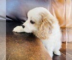 Small Photo #18 Cavapoo Puppy For Sale in FRESNO, OH, USA