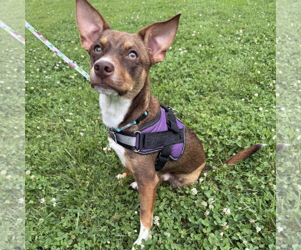 Medium Photo #2 American Rat Pinscher Puppy For Sale in Batavia, OH, USA