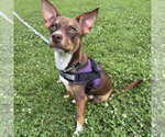 Small #1 American Rat Pinscher