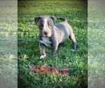 Puppy Puppy 6 American Bully