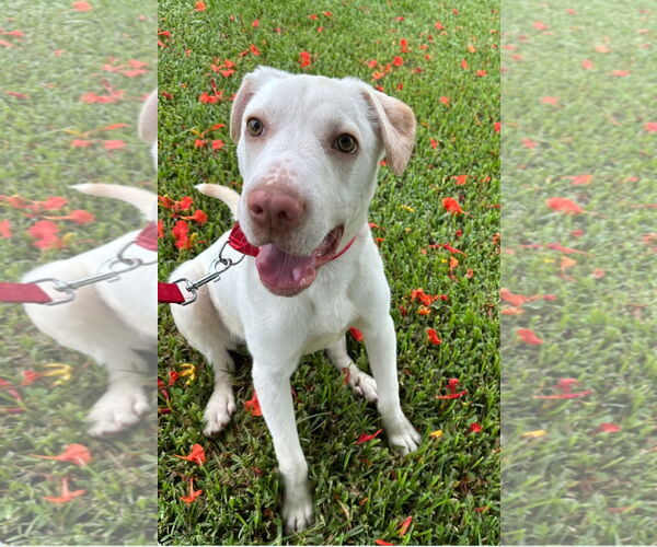 Medium Photo #5 Labrador Retriever-Unknown Mix Puppy For Sale in Royal Palm Beach, FL, USA