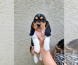Basset Hound Puppy for sale in WASHINGTON, UT, USA