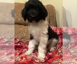 Small #4 Goldendoodle
