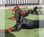 Small Photo #6 Doberman Pinscher Puppy For Sale in CAVE CITY, KY, USA