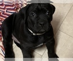 Small Photo #2 Cane Corso Puppy For Sale in COTTAGE GROVE, OR, USA
