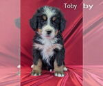 Puppy Toby Bernese Mountain Dog