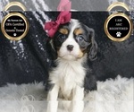 Puppy Lucy AKC Cavalier King Charles Spaniel