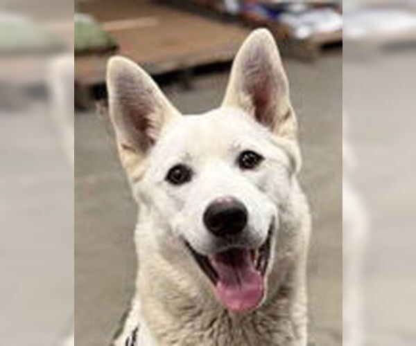 Medium Photo #2 German Shepherd Dog Puppy For Sale in Fremont, CA, USA