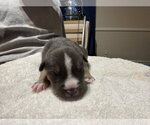 Small Photo #4 American Staffordshire Terrier-Unknown Mix Puppy For Sale in Holly Springs, NC, USA