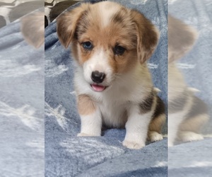 Medium Welsh Cardigan Corgi
