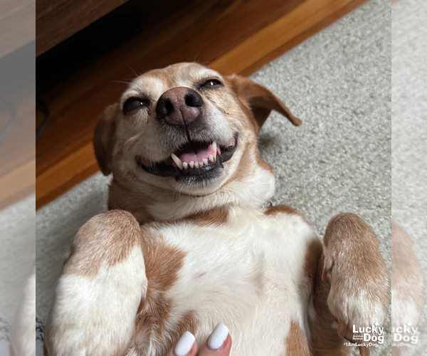 Medium Photo #6 Beagle-Unknown Mix Puppy For Sale in Washington, DC, USA