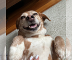 Small #5 Beagle Mix