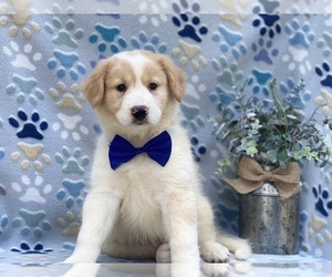 Border Collie Puppy for sale in LANCASTER, PA, USA