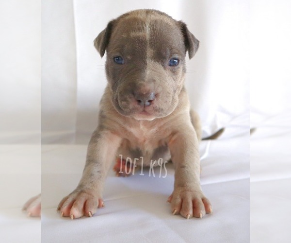 Medium Photo #14 American Bully Puppy For Sale in PALMDALE, CA, USA