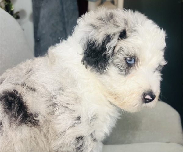 Medium Photo #5 Sheepadoodle Puppy For Sale in HUNTINGTON BEACH, CA, USA