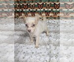 Small #24 Chihuahua