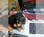 Small Photo #33 Basset Hound Puppy For Sale in PETERSBURG, IN, USA