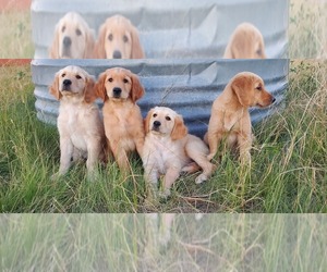 Golden Retriever Puppy for Sale in HOLYOKE, Colorado USA