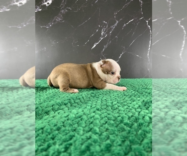 Medium Photo #25 Boston Terrier Puppy For Sale in TULARE, CA, USA