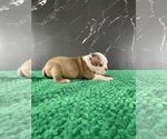 Small #24 Boston Terrier