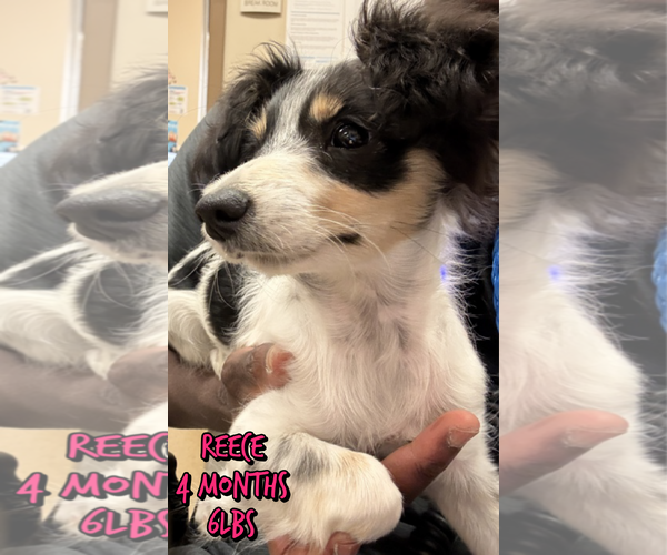 Medium Photo #1 Mutt Puppy For Sale in Woodbury, NY, USA