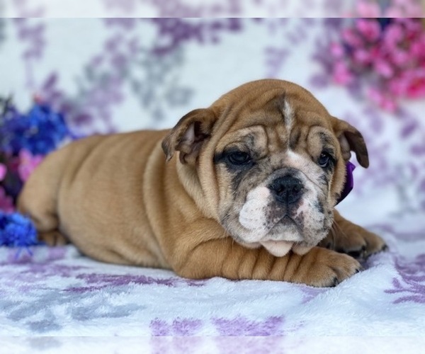 Medium Photo #5 English Bulldog Puppy For Sale in HONEY BROOK, PA, USA