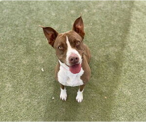 FARAH - Female Mutt Dog for Adoption - Photo #3